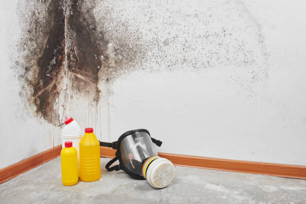 Best DIY Mold Remediation Support Services in Great Falls, SC