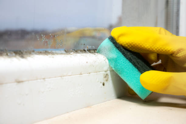 Reliable Great Falls, SC Mold Remediation Solutions