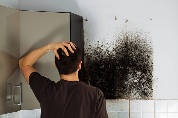 Best Attic Mold Remediation in Great Falls, SC