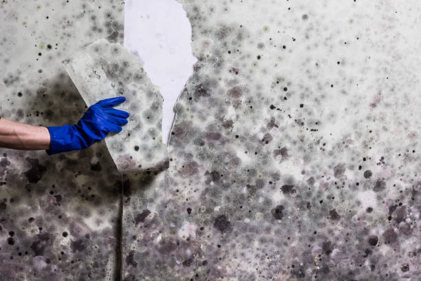 Best Residential Mold Remediation in Great Falls, SC